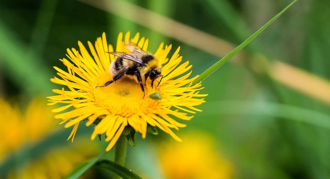 Spraying just one dandelion with roundup will kill 100+ pollinators.