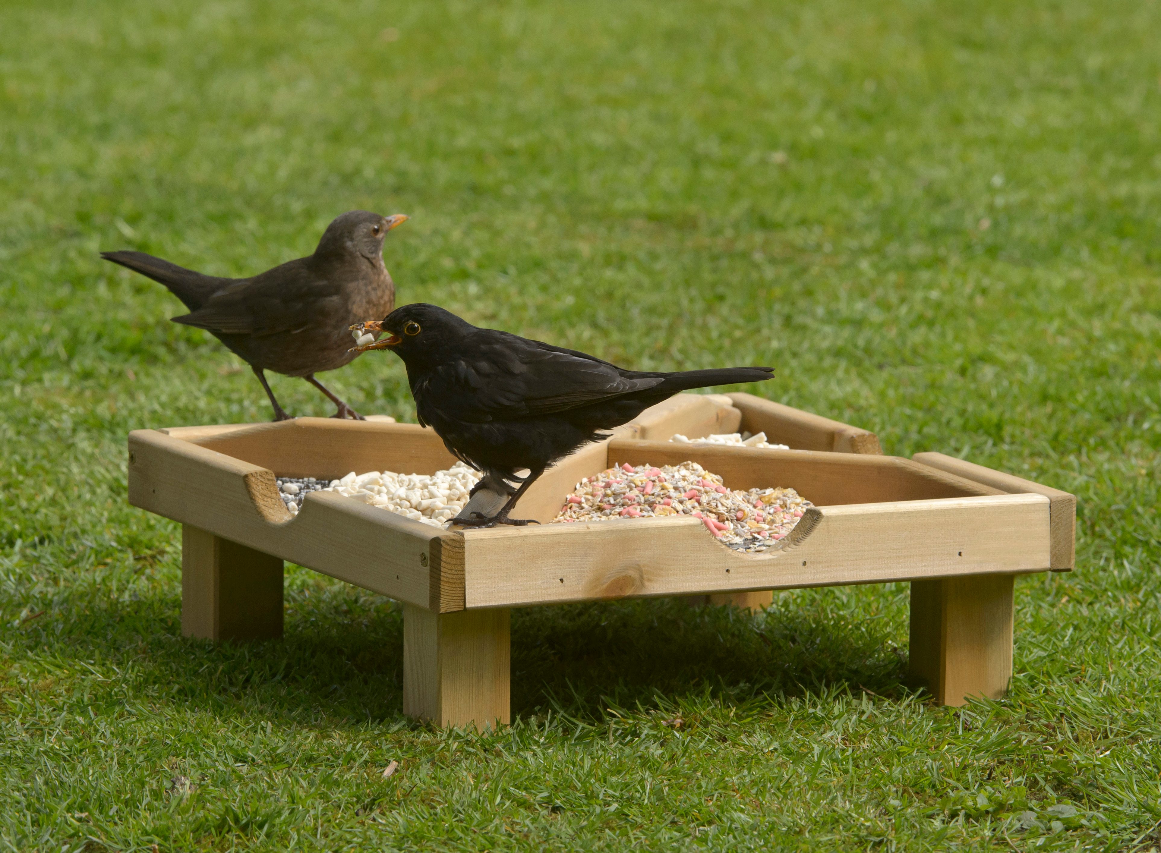 Flad feeders, like this ground feeder, are no longer recommended by the RSPB. Chris Gomersall/RSPB Images