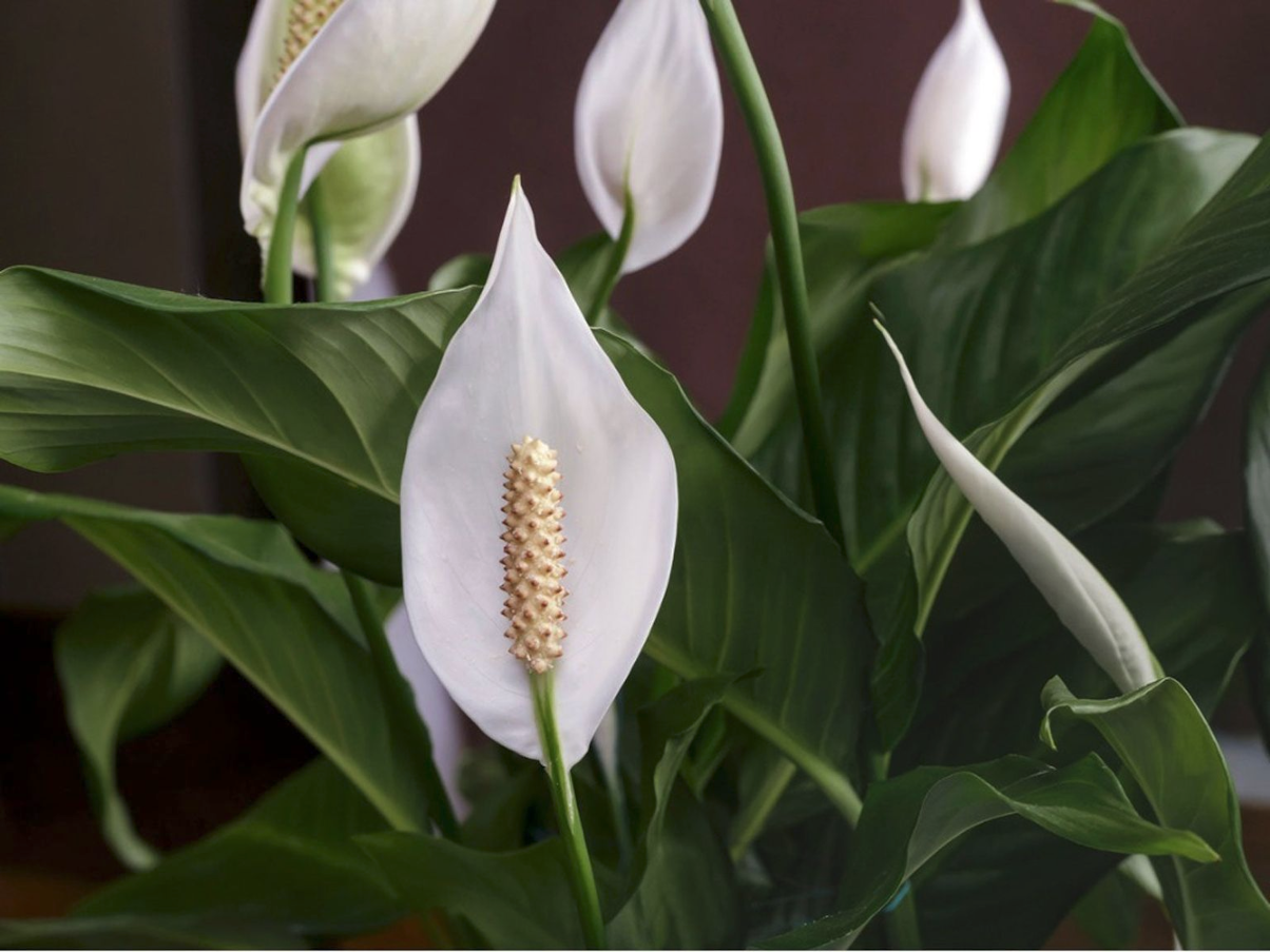 Spathiphyllum ( Peace Lilly )
