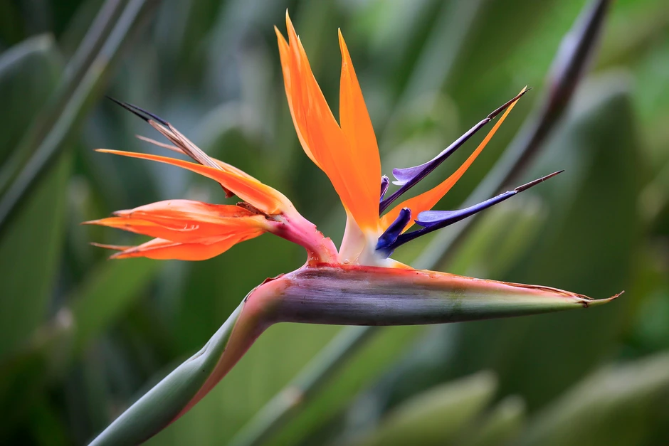 Strelitzia (Bird of Paradise)