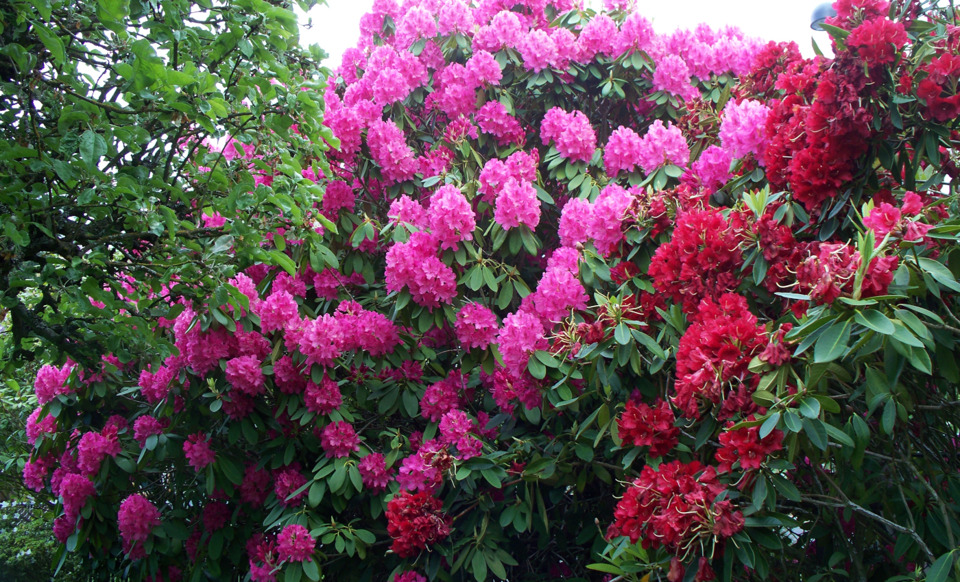 Growing Rhododendrons