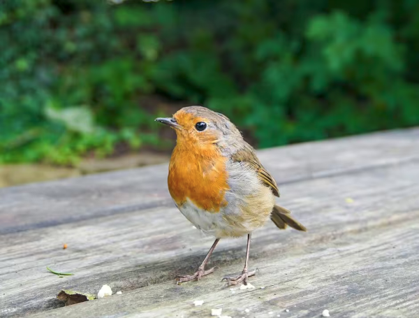 Birds are in trouble in the UK and need all the help they can get.