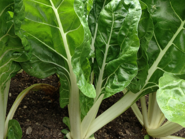 Swiss Chard Image
