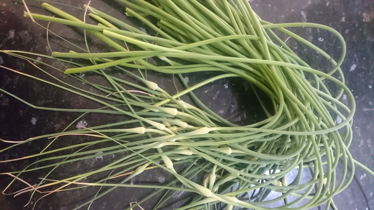 Garlic Scapes